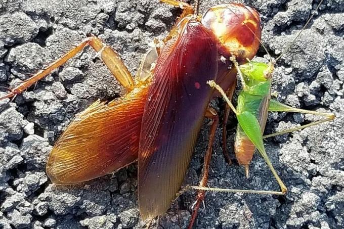 Η ακρίδα τρώει από νεκρή κατσαρίδα