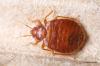 Bed bugs: common symptoms I rashes & co