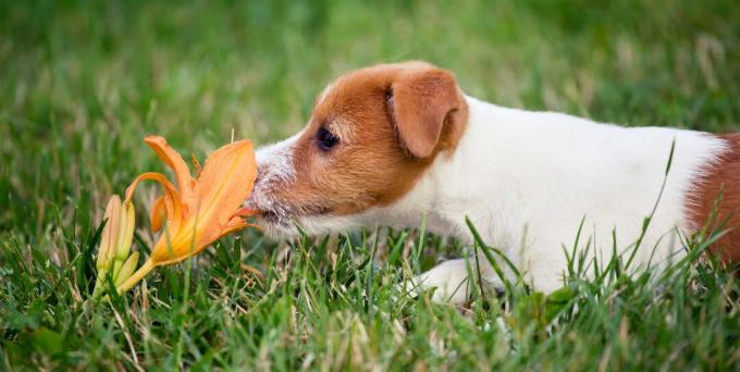 Собака нюхает лилии