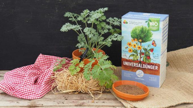 Apsintus dalam pot dengan pupuk universal organik Plantura