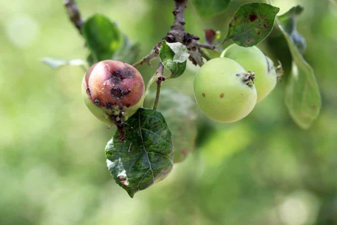 malus pomme malade