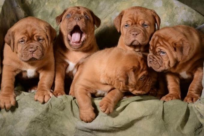 Dogue de Bordeaux puppies