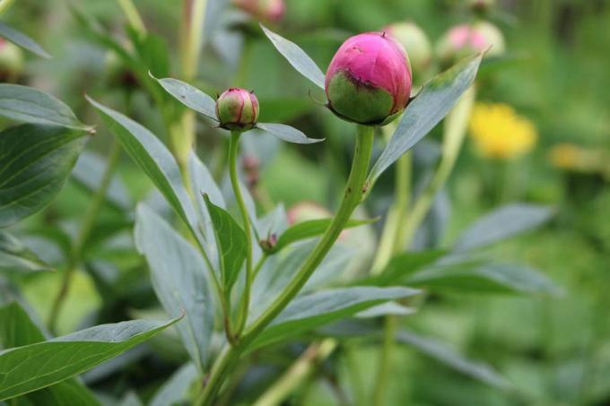 Paeonia with flower bud