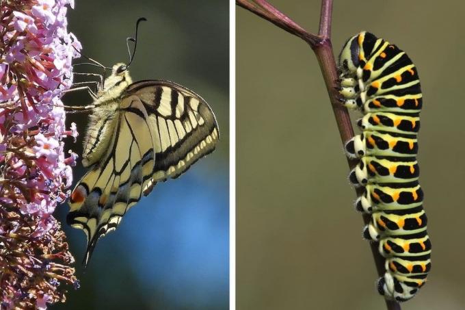 Swallowtail (Papilio machaon) - mariposa (esquerda) e lagarta (direita)