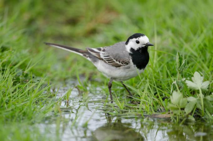 Wagtail on the ground