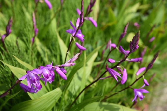 紫色の花を持つ日本蘭