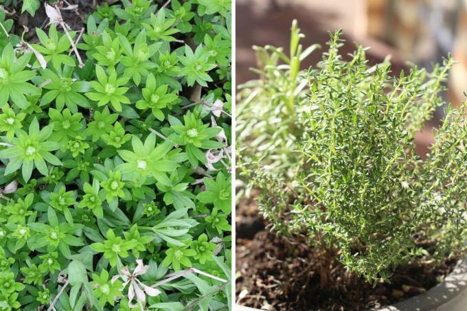 Woodruff (Galium odoratum) og timian (Thymus vulgaris)