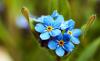 Forget-Me-Not: Tips for Buying, Planting & Caring for