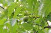 Rastline proti muham: sivka, paradižnik & Co.