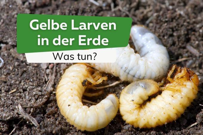 Topraktaki küçük sarı larvalar: ne yapmalı?