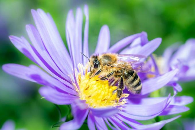 Bee with aster