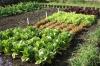 Salad types: Red, green & colored lettuce