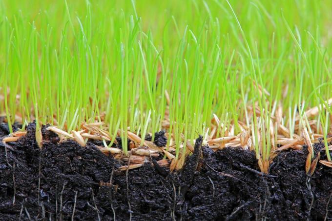 Напречно сечение на стръка трева в почвата