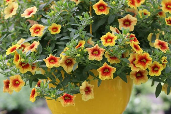 Millionbells, Calibrachoa blooms from May to September