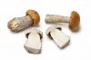 Rozpoznajte brezovú hubu: 8 dôležitých vlastností