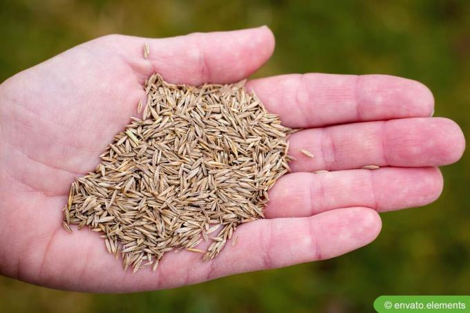 Scatter lawn seed by hand
