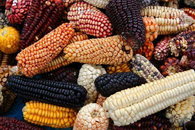 Kukurūzų veislės iš Pietų Amerikos