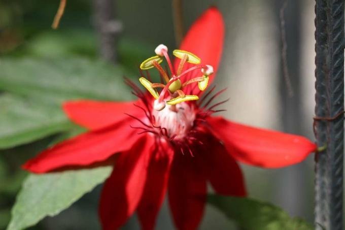 Passion kukka, passiflora