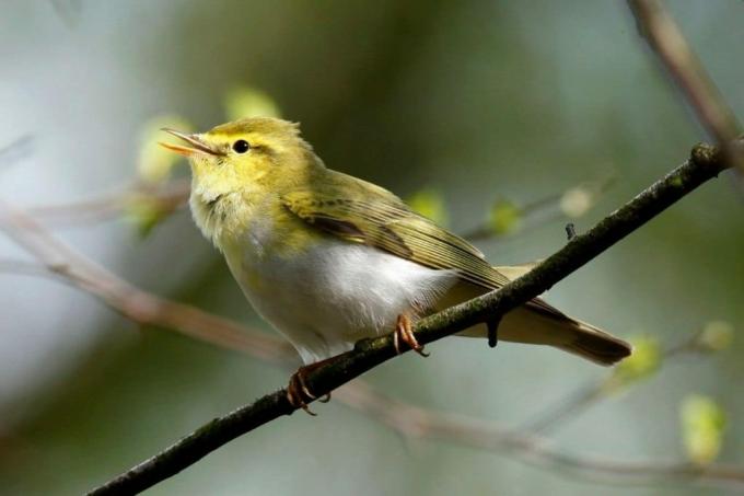 Warbler kayu, burung dengan kepala kuning
