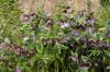 Mustad taimed: 10 parimat tumedat taime