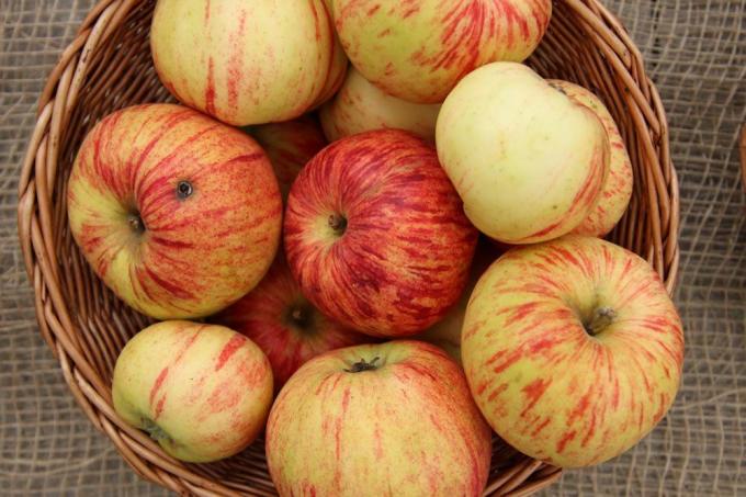 Gravenstein-epler egner seg til baking