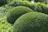 Skæring af taks: timing, topiary osv