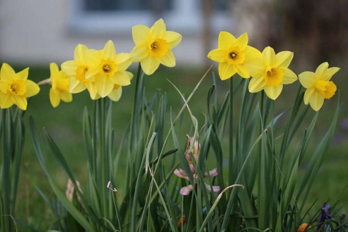 Daffodils, Narcissus
