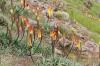 Torch Lily: plantation, coupe et hibernation