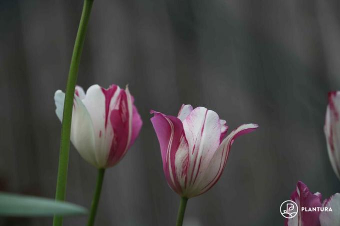 Violetinės ir baltos tulpės