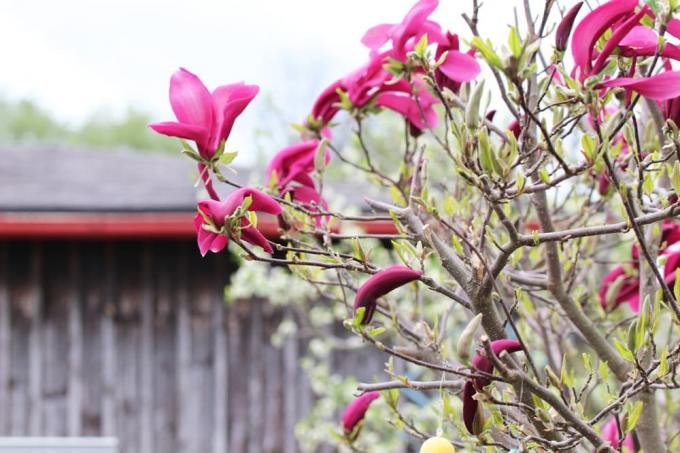 Violetā magnolija - Magnolia liliiflora