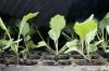 Cultivo de coliflor: planta y cosecha