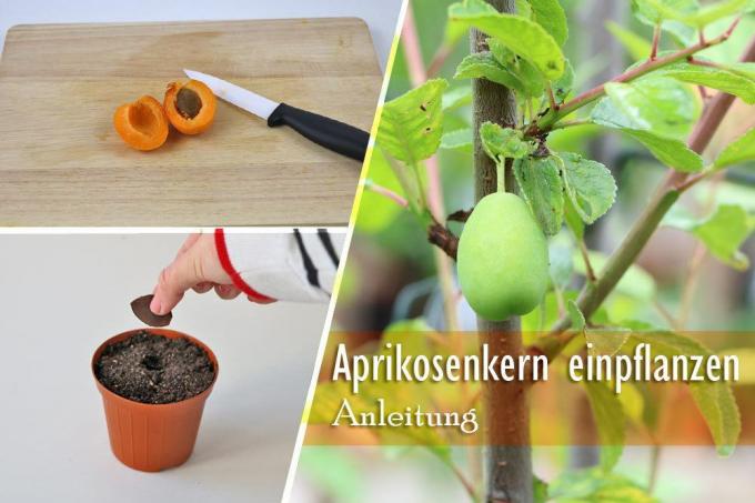 Plant the apricot kernel