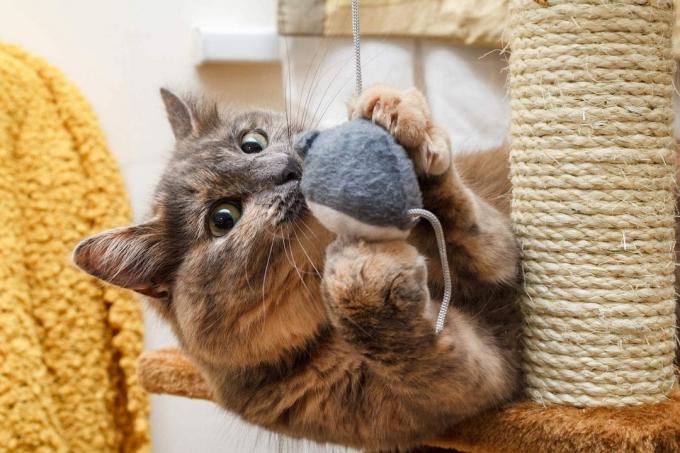 Pisica se joacă pe un stâlp de zgâriere cu o minge