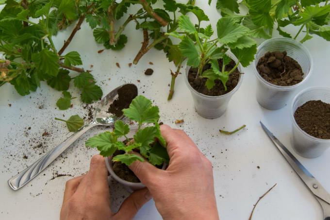 Cultivation soil for the propagation of geraniums