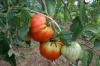 Hillbilly tomat: mitmevärvilise sordi portree
