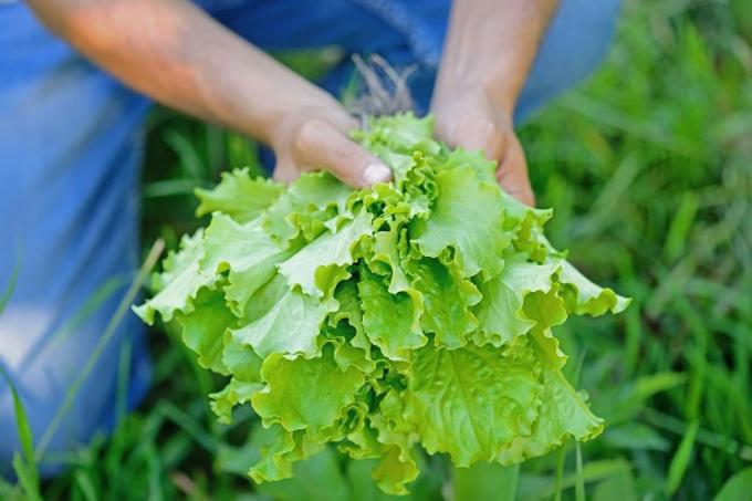 Harvest lettuce