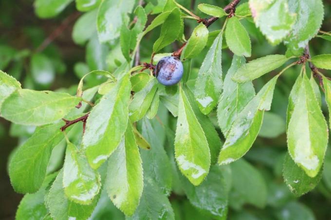 שחור טורן - Prunus spinosa