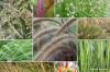 Tåliga gräs: 50 prydnadsgräs för trädgårds- och balkongbaljor