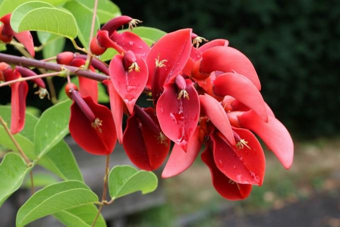 Θάμνοι με κόκκινα λουλούδια - κοραλλιογενές δέντρο