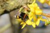 Which plants are suitable as an alternative to forsythia?