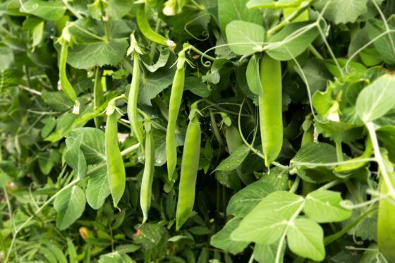 エンドウ豆: 原産地、特性、栄養価