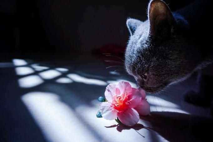 Kočka cítí květ azalky