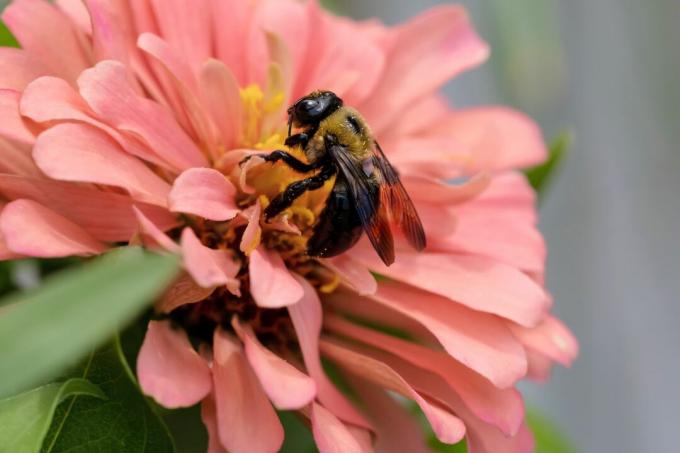 Albină pe floare roz de zinnia