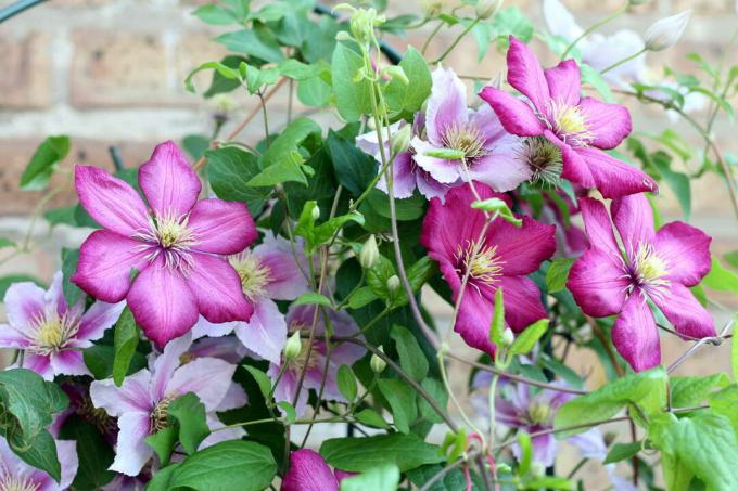 Clematis pink and purple on a brick wall