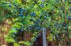 Pruning plum trees: tips from the experts