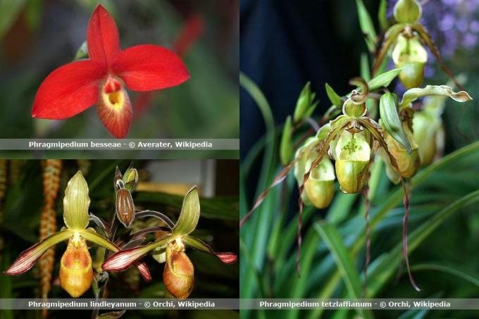 Orchidea fajok, phragmipedium