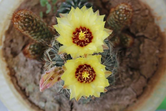 Blomstrende kaktus i potten