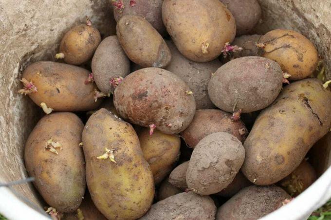 raccolta delle patate