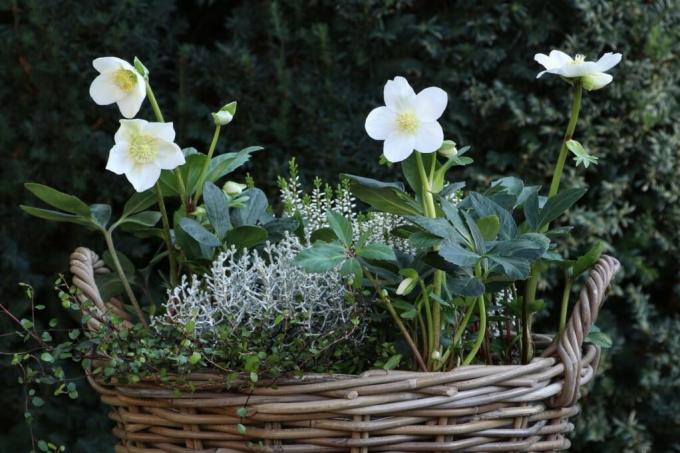 Christmas rose in a wicker pot