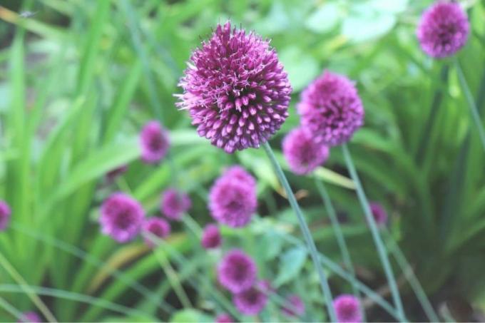 Lodveida puravi - Allium sphaerocephalon
